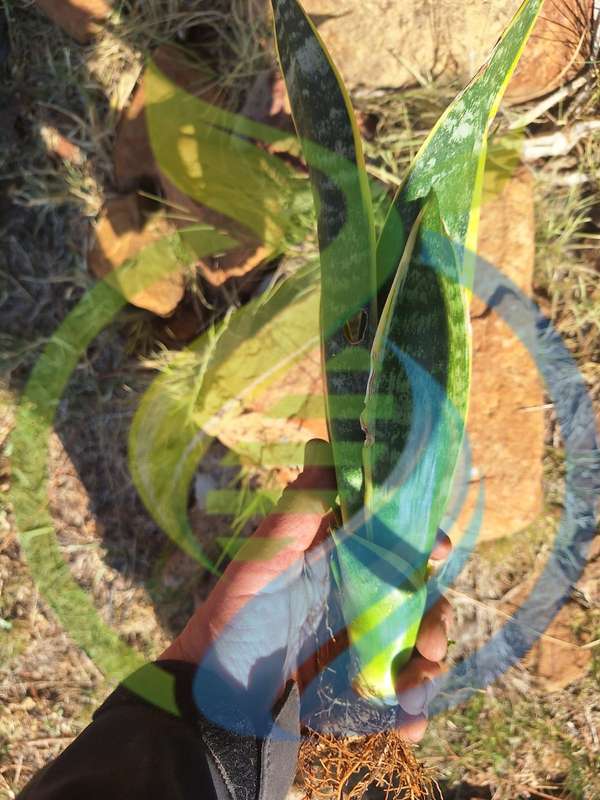 Snake Plant Variegated