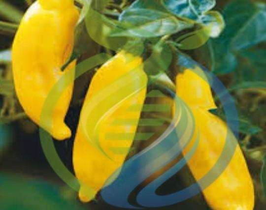 Aji Lemon Chilli seed