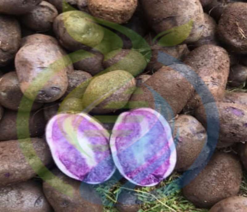 All Blue Potato Sprouting seeds