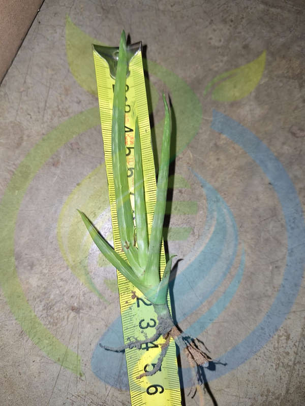 Aloe Vera Plants