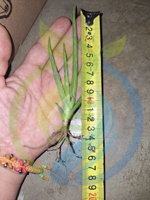 Aloe Vera Plants