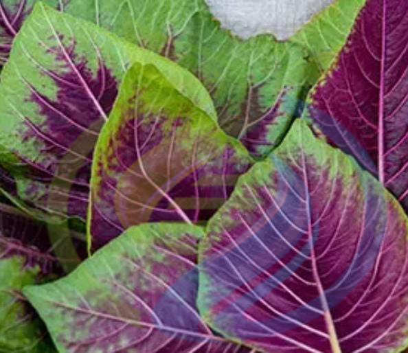Chinese Amaranth Callaloo