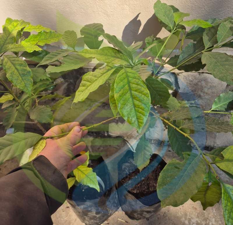 Arabica Red Coffee tree