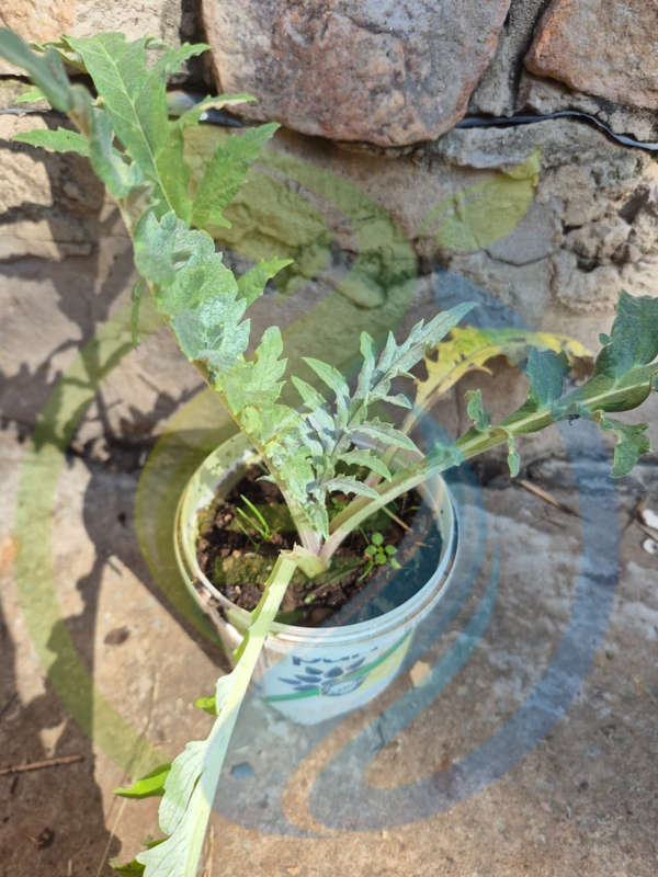 Green Globe Artichoke Plant