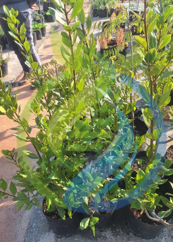 Bay Leaf Tree