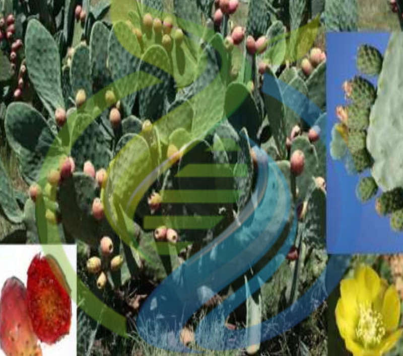 Berg x Mexican Prickly pear leaf
