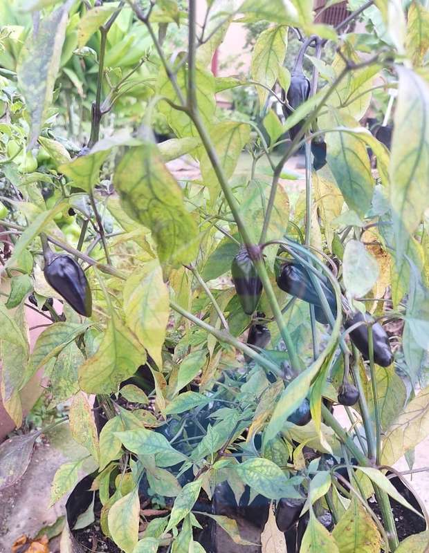 Hungarian Black Chilli plant