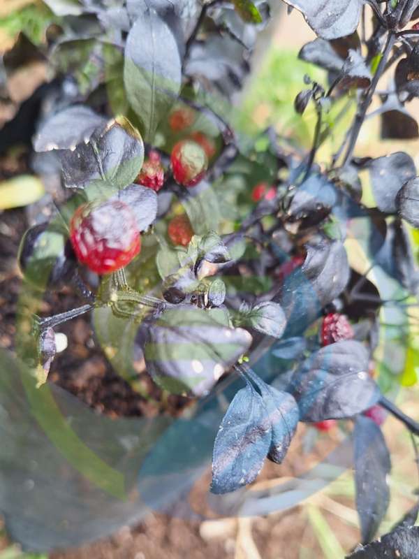 Black Pearl Chilli Plant