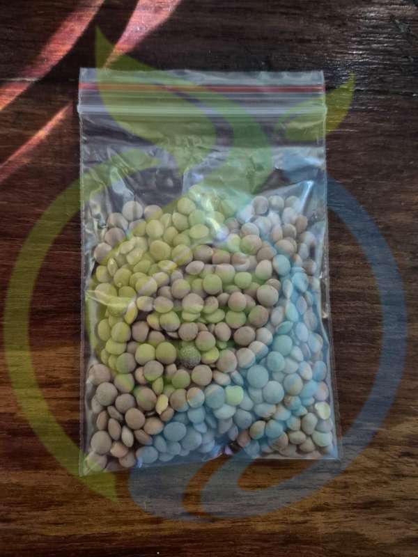 Brown Lentil seeds