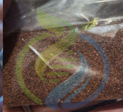 Brown teff seed
