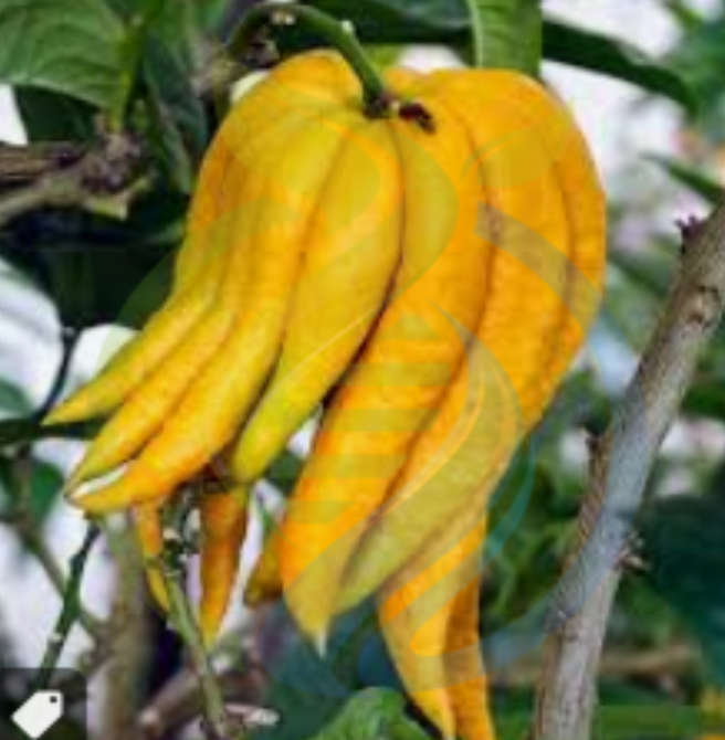 Buddha's hands Citrus tree
