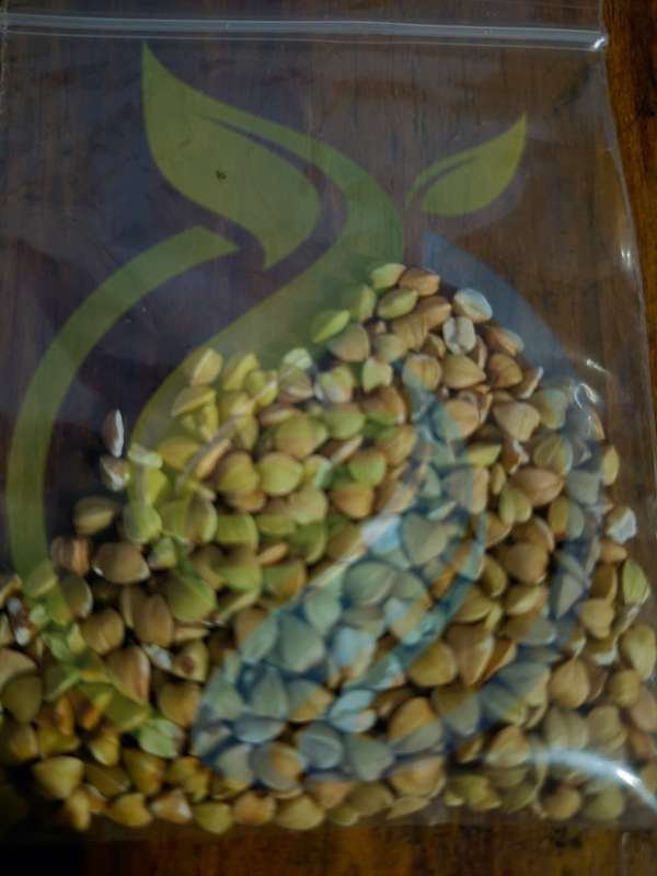 Buckwheat Seed