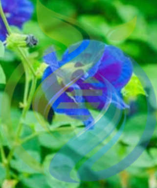 Butterfly Pea seed