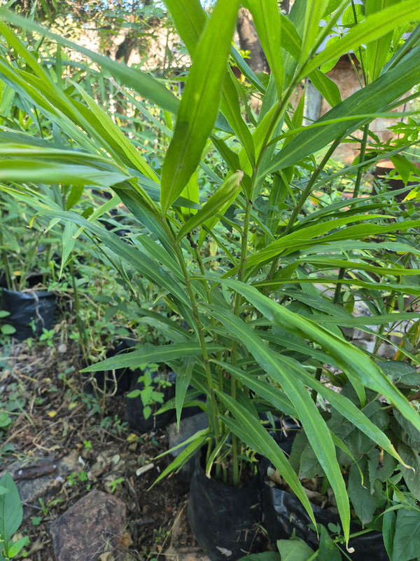 Spicy Ginger Rhizomes