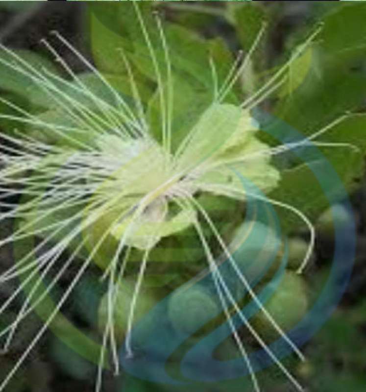 Caperberry bush seed