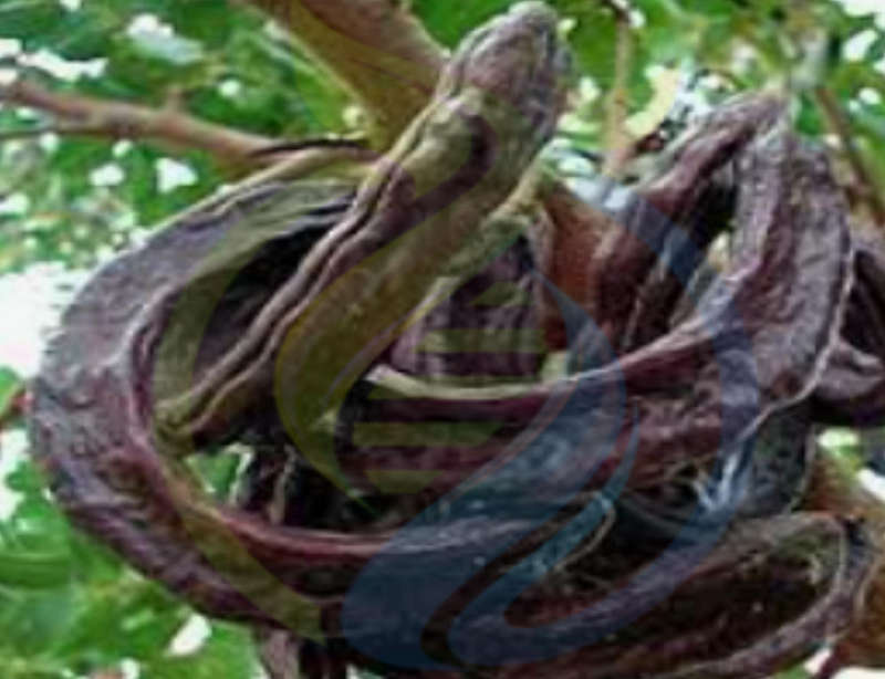 Carob Chocolate tree