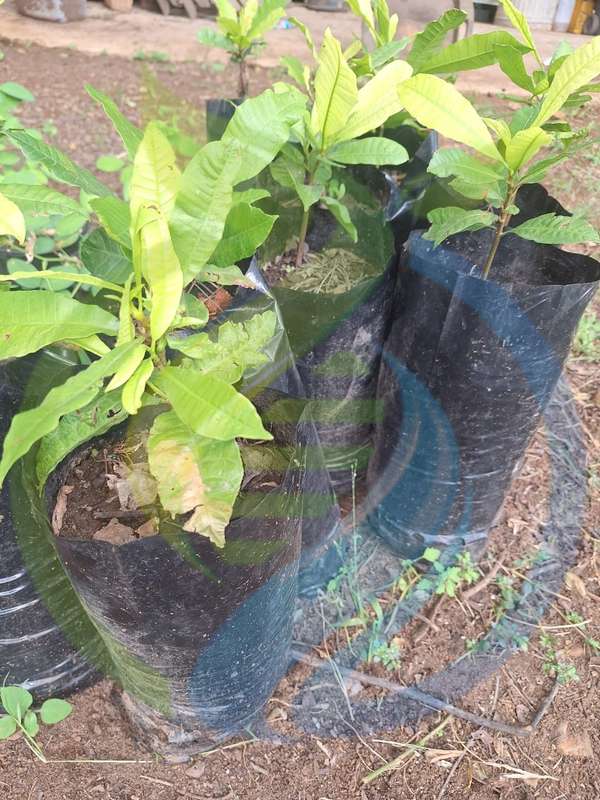 Cashew Nut seedlings