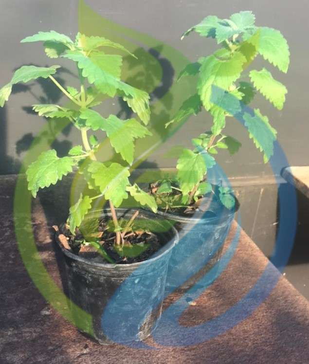 Catnip Plants
