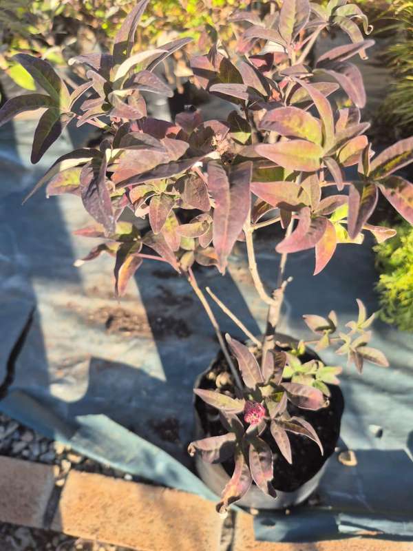 Chasteberry tree seed