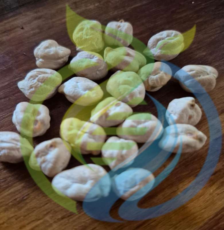 Chickpea seed