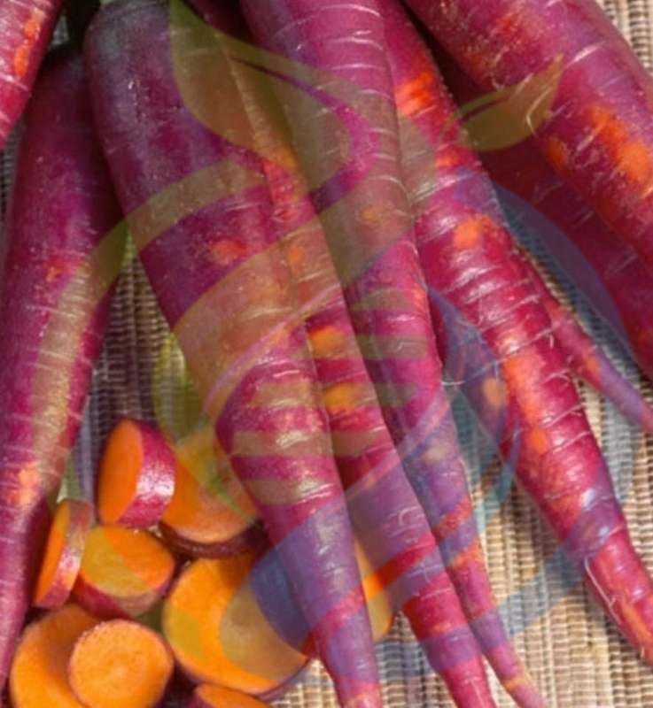 Cosmic Purple Carrot seeds