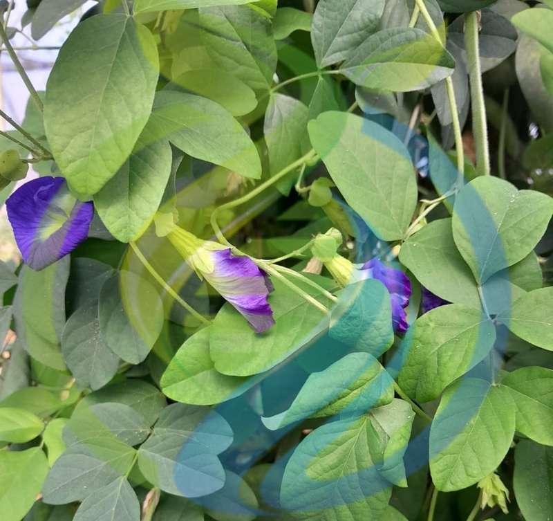 Double Butterfly Pea Flower Seed