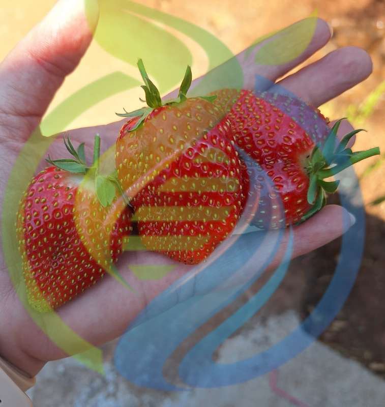 Eversweet Strawberry plant