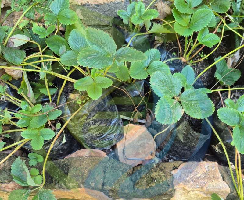 Eversweet Strawberry plant