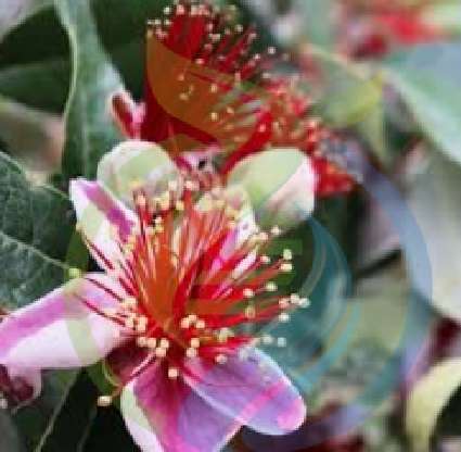 Feijoa Fruit Trees