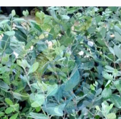 Feijoa Fruit Trees