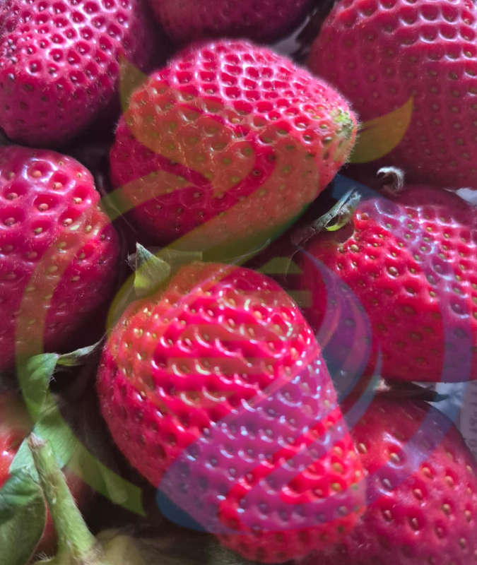 Fortuna Strawberry seeds