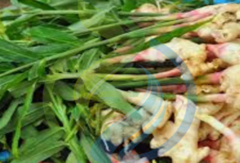 Spicy Ginger Rhizomes
