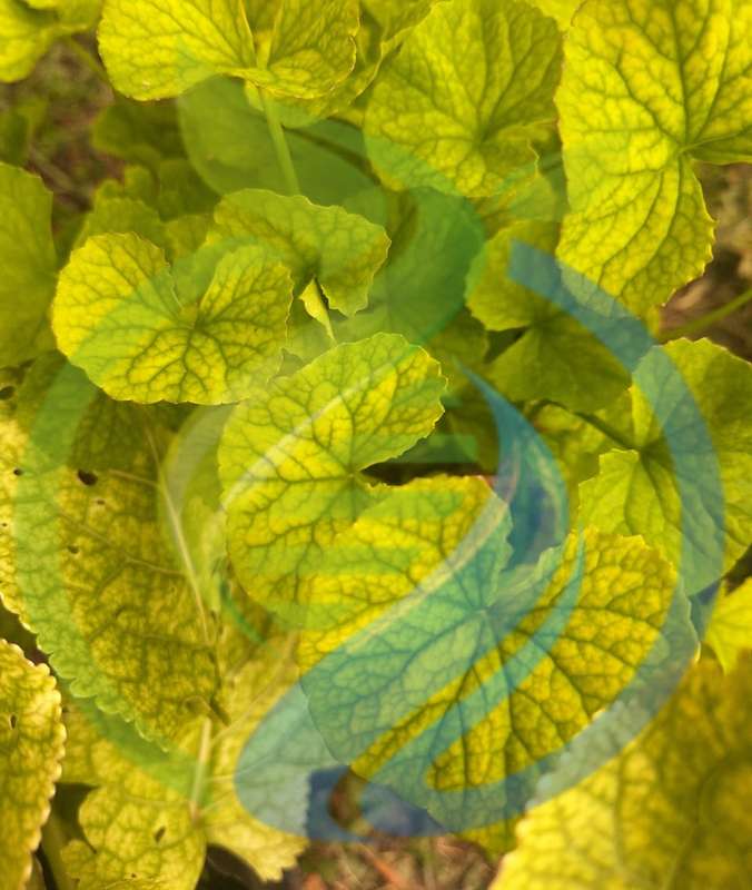 Gotu Kola Plant