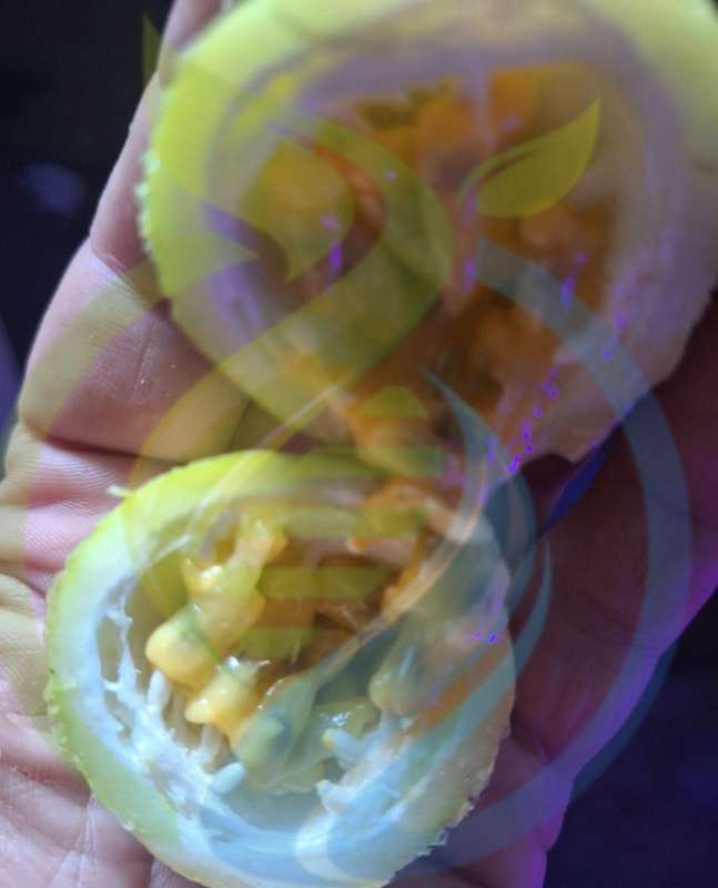Guavadilla seed