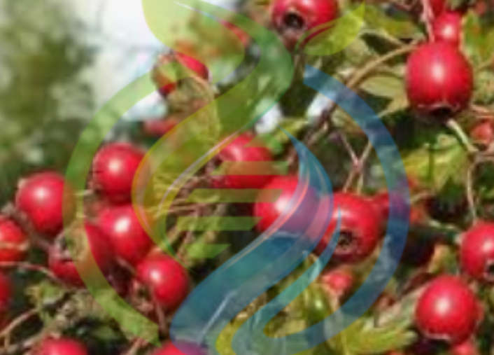 Hawthorn Berry seed