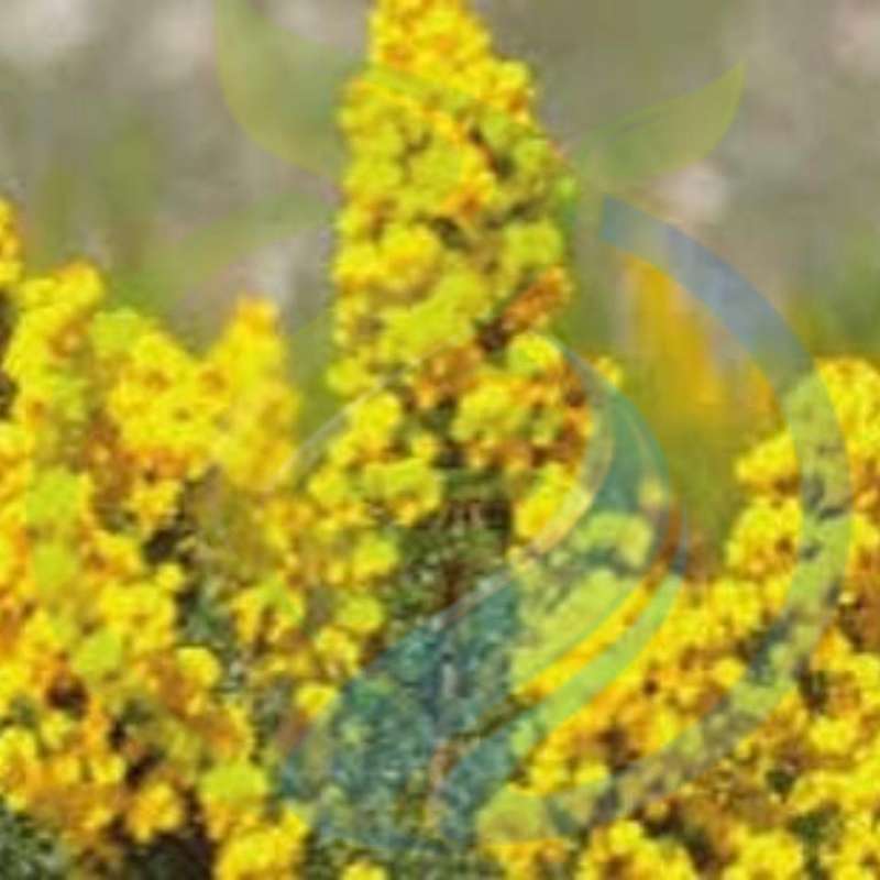 Honeybush Tea seed
