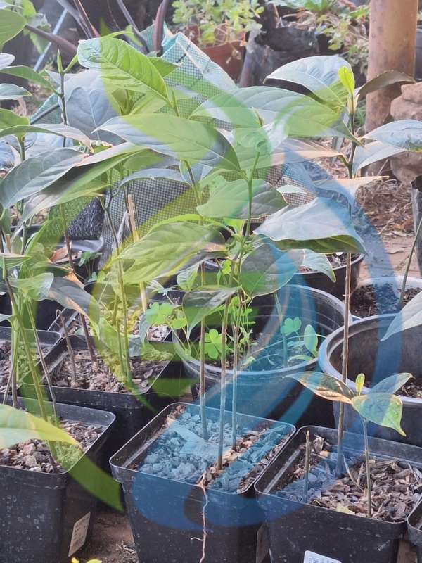 Jackfruit seedlings