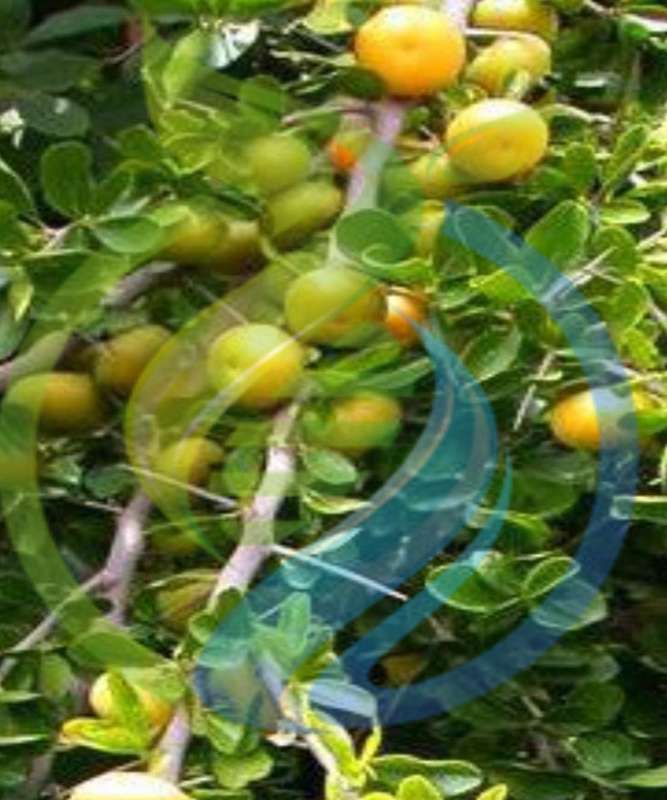 Kei Apple seed