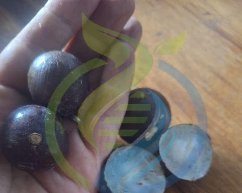 King Jabuticaba Tree