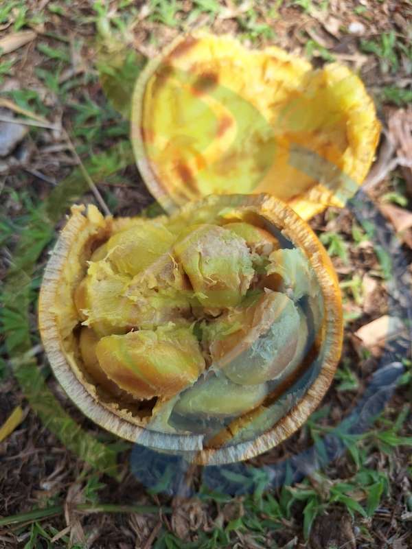 Monkey Orange fruit seed