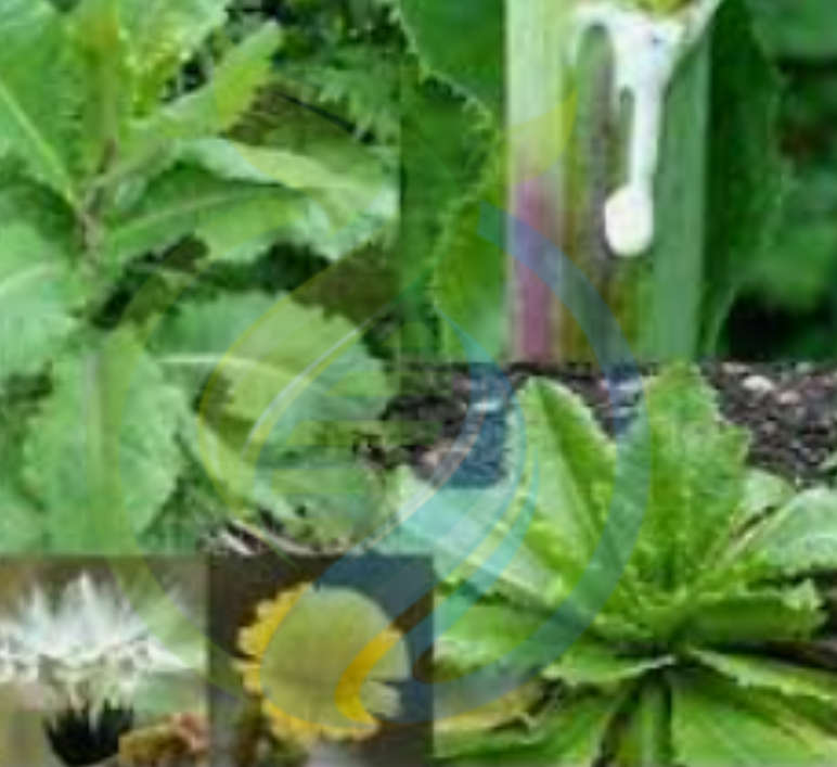 Lactuca Virosa Plant