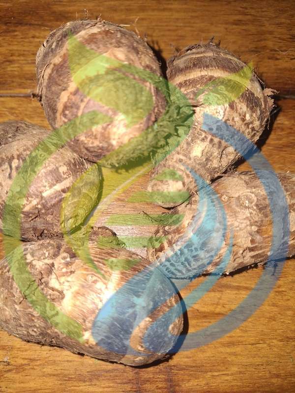 Madumbe Rhizomes