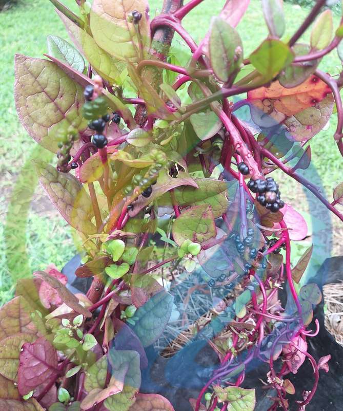 Red Malabar Spinach seed
