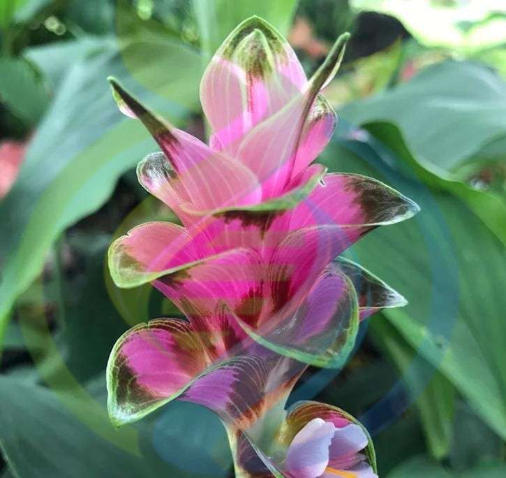 Mango Ginger Plant