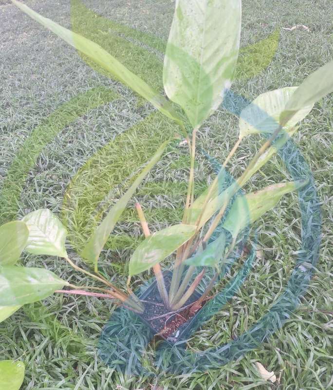 Mango Ginger Plant