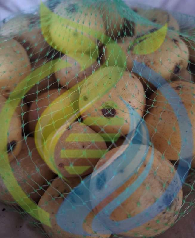 Marula Fruit seed
