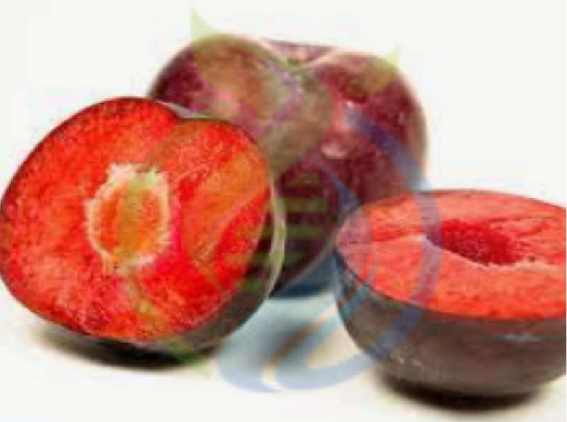 Methley Plum tree