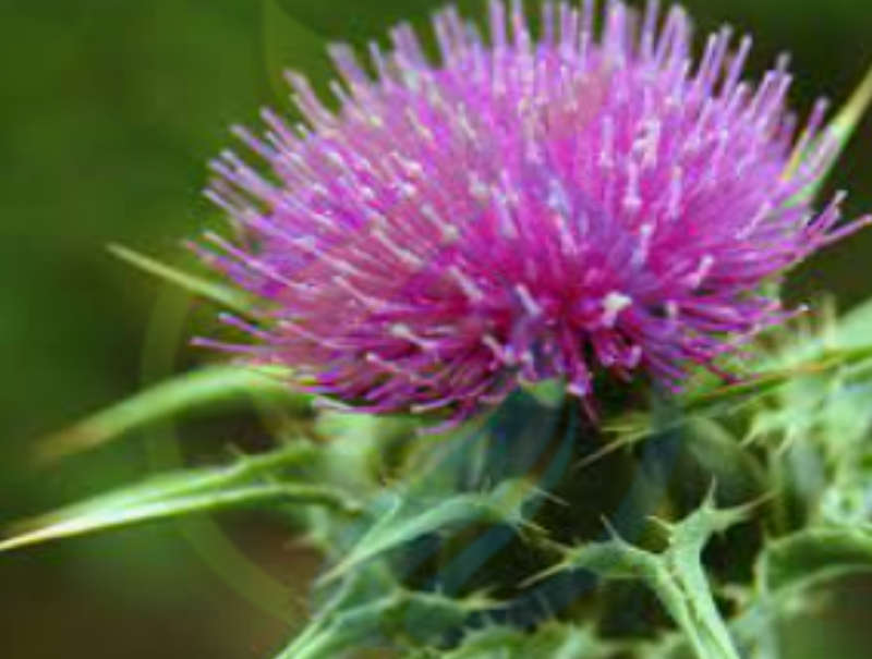 Milk Thistle seed