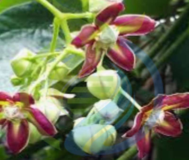 Mondia Whitei Vine