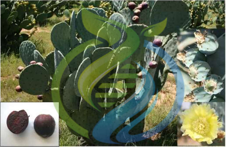 Montery Prickly Pear Leaf